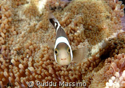 nikon d7os 60mm macro,manado by Puddu Massimo 